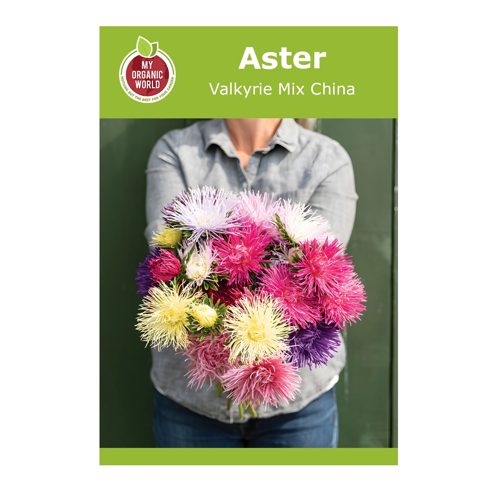 Aster Valkyrie Mix China