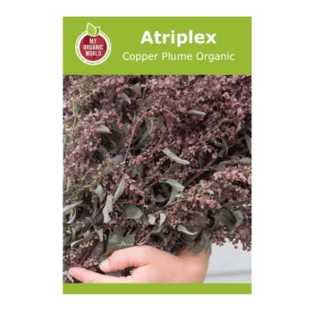Atriplex Copper Plume Organic