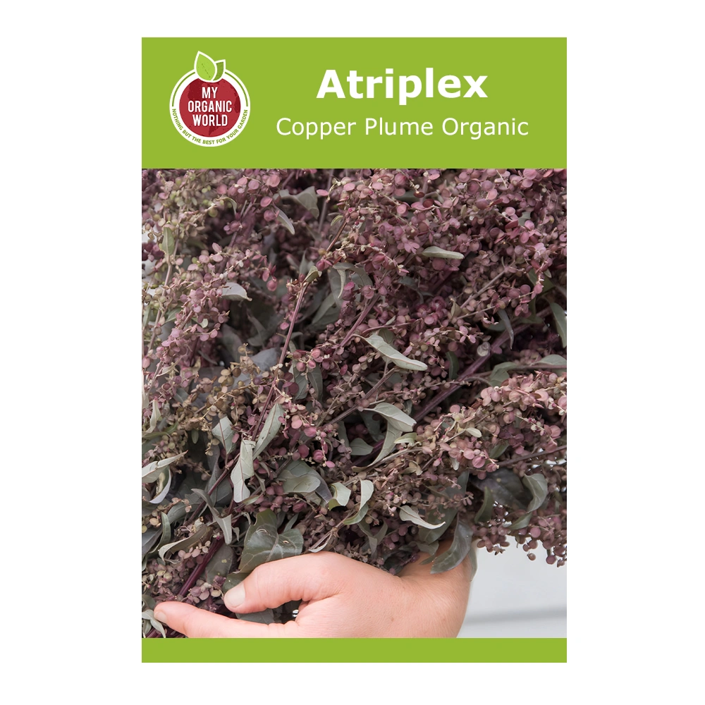 Atriplex Copper Plume Organic 1 Atriplex Copper Plume Organic