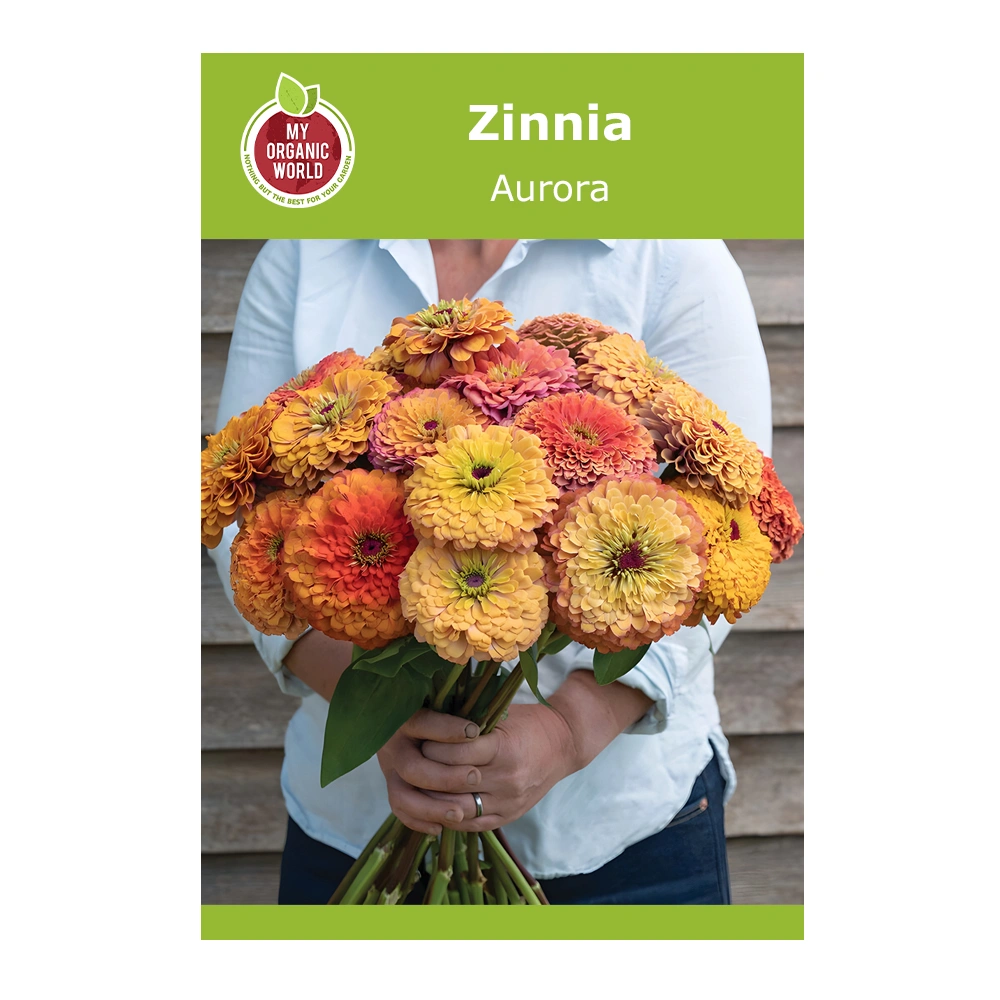 Aurora Organic Zinnia 1 Aurora Organic Zinnia seeds