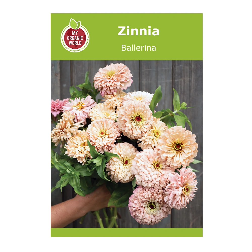 Ballerina Zinnia 1 Ballerina Zinnia seeds