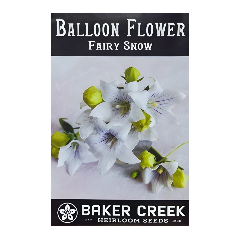 Balloon Flower Fairy Snow seeds