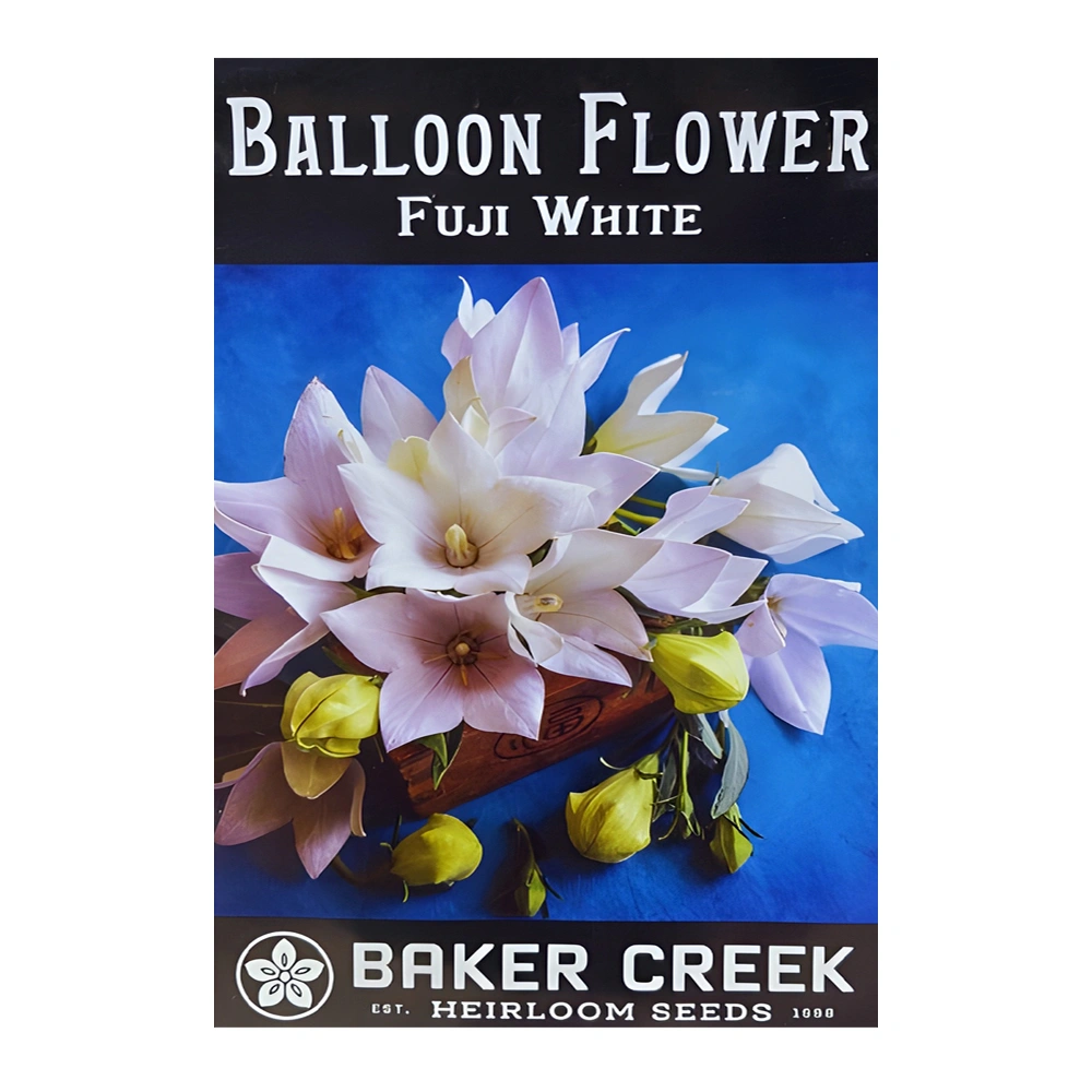 Balloon Flower Fuji White 1 Balloon Flower Fuji White seeds