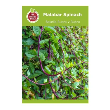 Basella Rubra v Rubra seeds