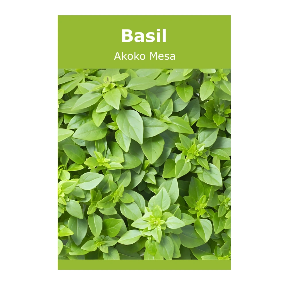 Basil Akoko Mesa