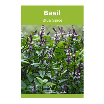 Basil Blue Spice