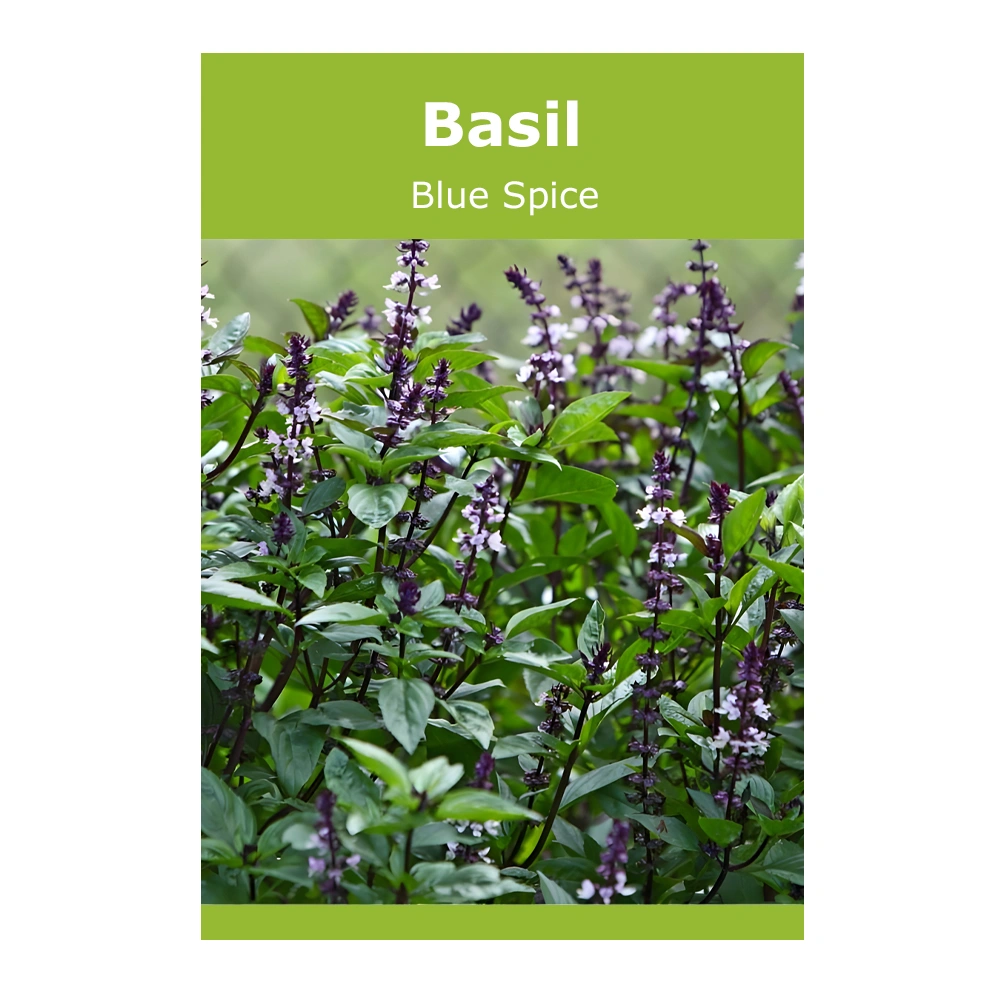 Basil Blue Spice