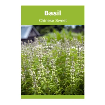 Basil Chinese Sweet