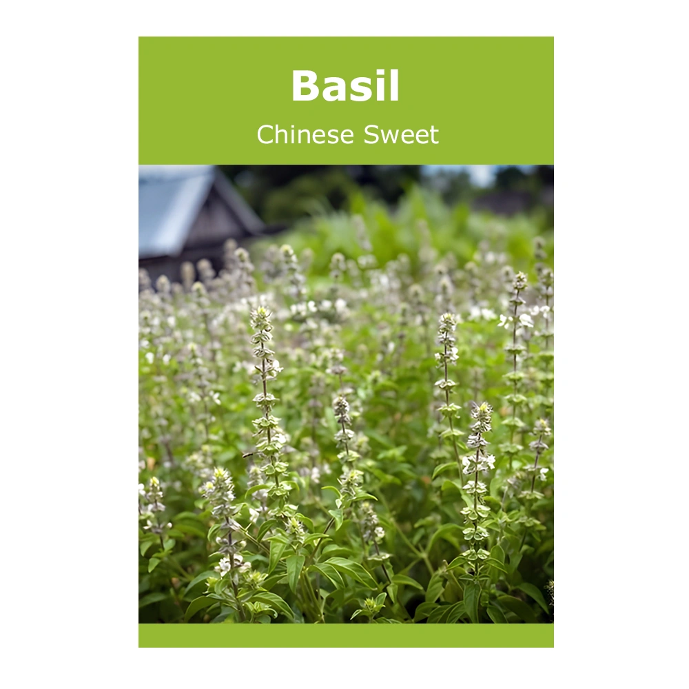 Basil Chinese Sweet 1 Basil Chinese Sweet