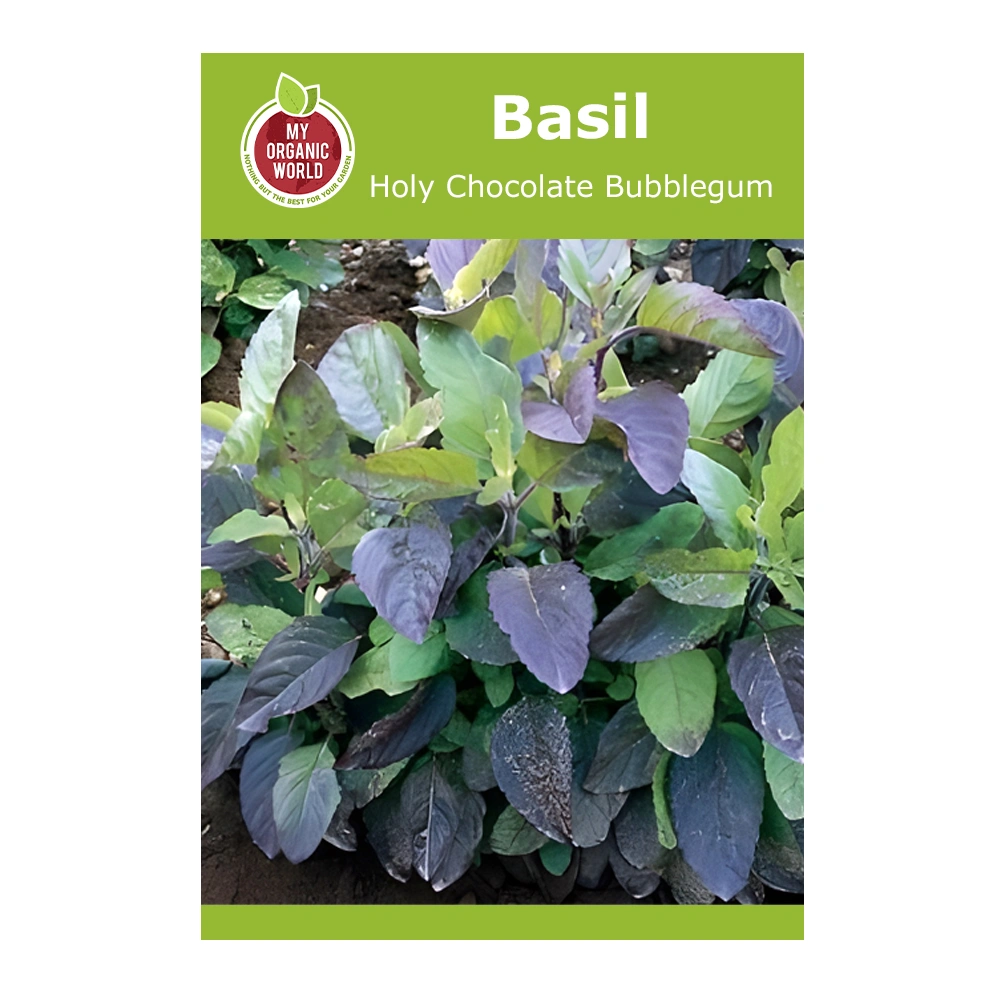 Basil Holy Chocolate Bubblegum