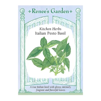 Basil Kitchen Herbs Italian Pesto