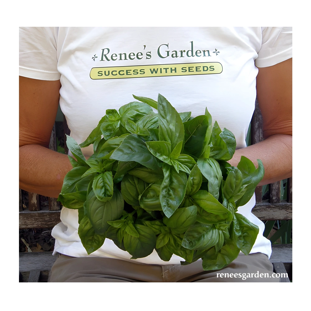 Basil Kitchen Herbs Italian Pesto