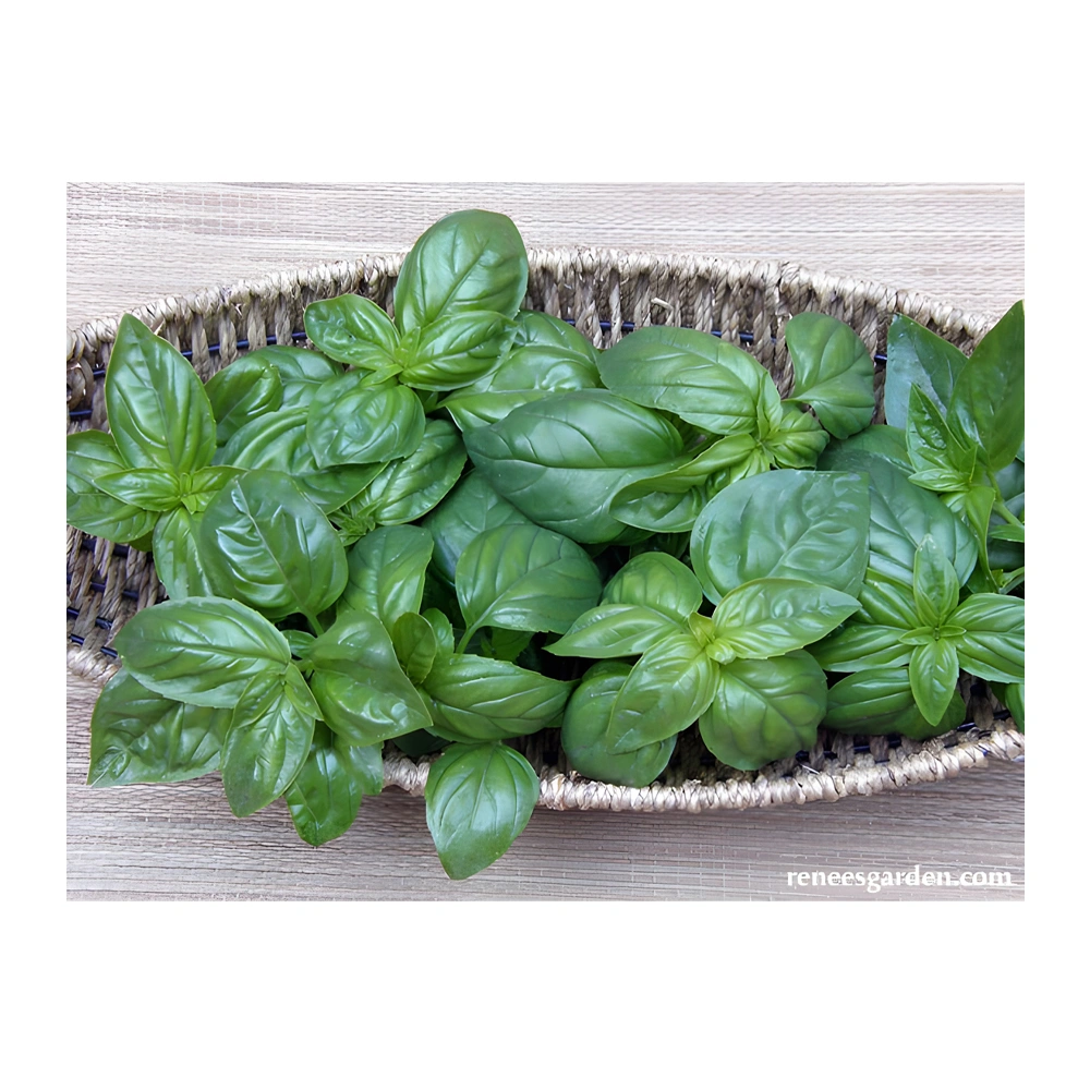 Basil Kitchen Herbs Italian Pesto