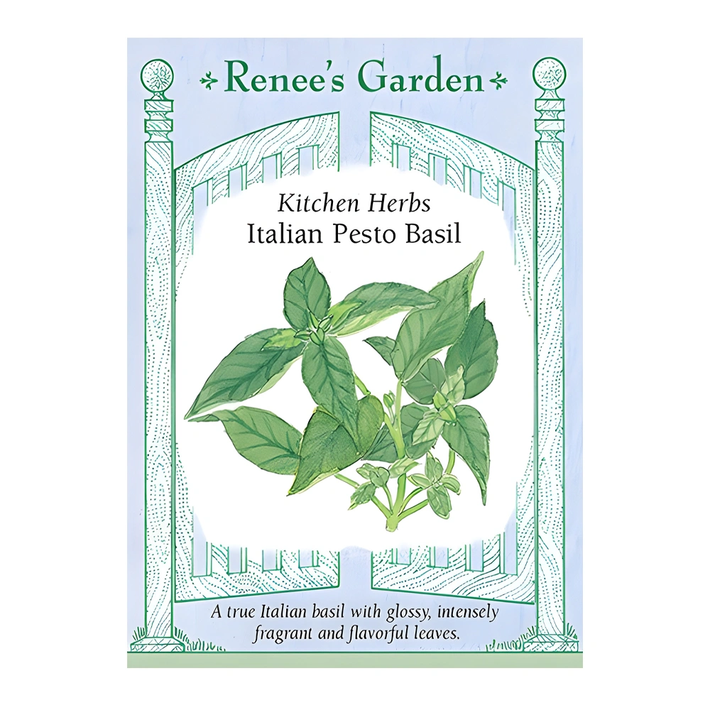 Basil Kitchen Herbs Italian Pesto 1 Basil Kitchen Herbs Italian Pesto