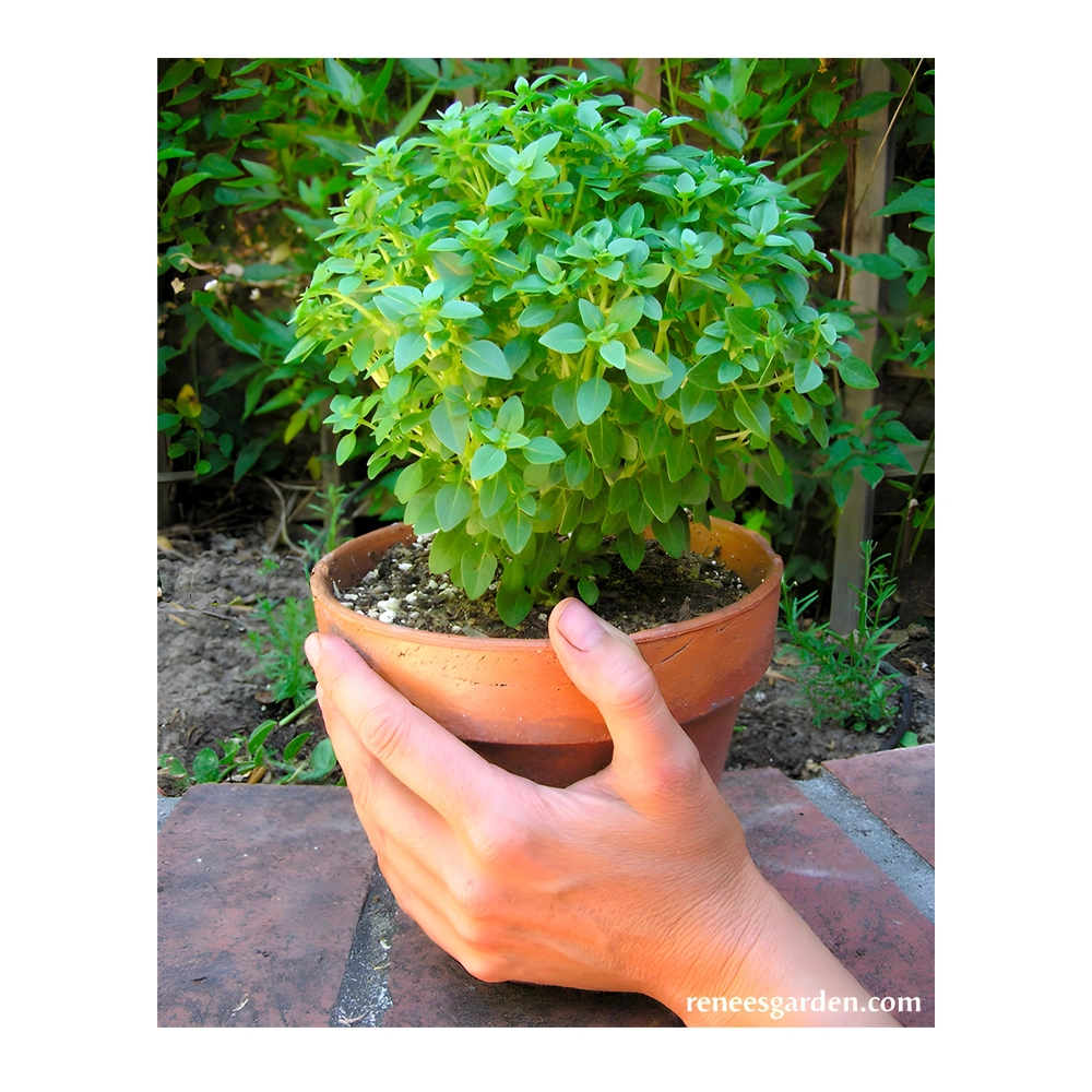 Basil Kitchen Herbs Windowbox Mini