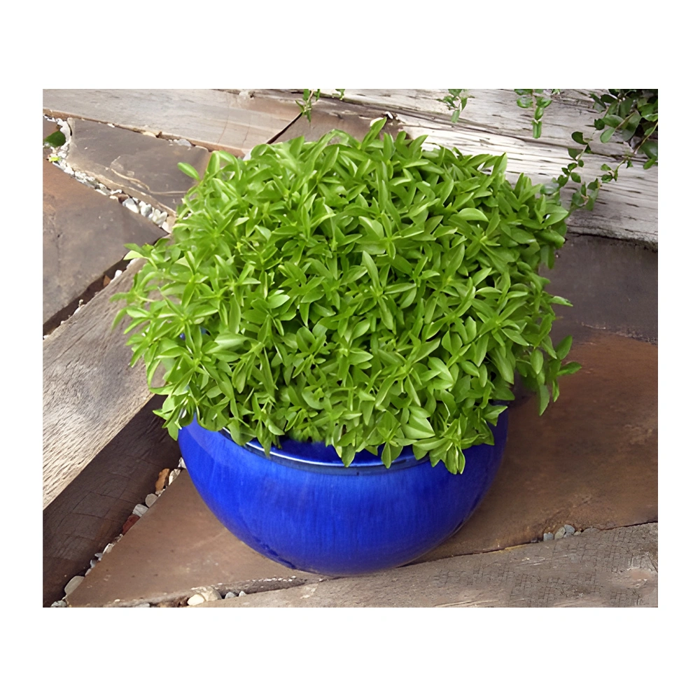 Basil Kitchen Herbs Windowbox Mini
