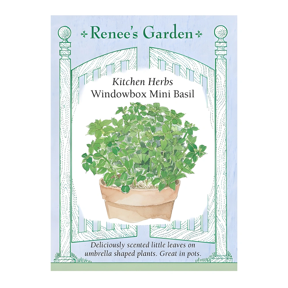 Basil Kitchen Herbs Windowbox Mini 1 Basil Kitchen Herbs Windowbox Mini