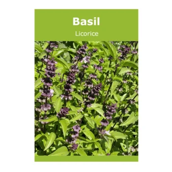 Basil Licorice