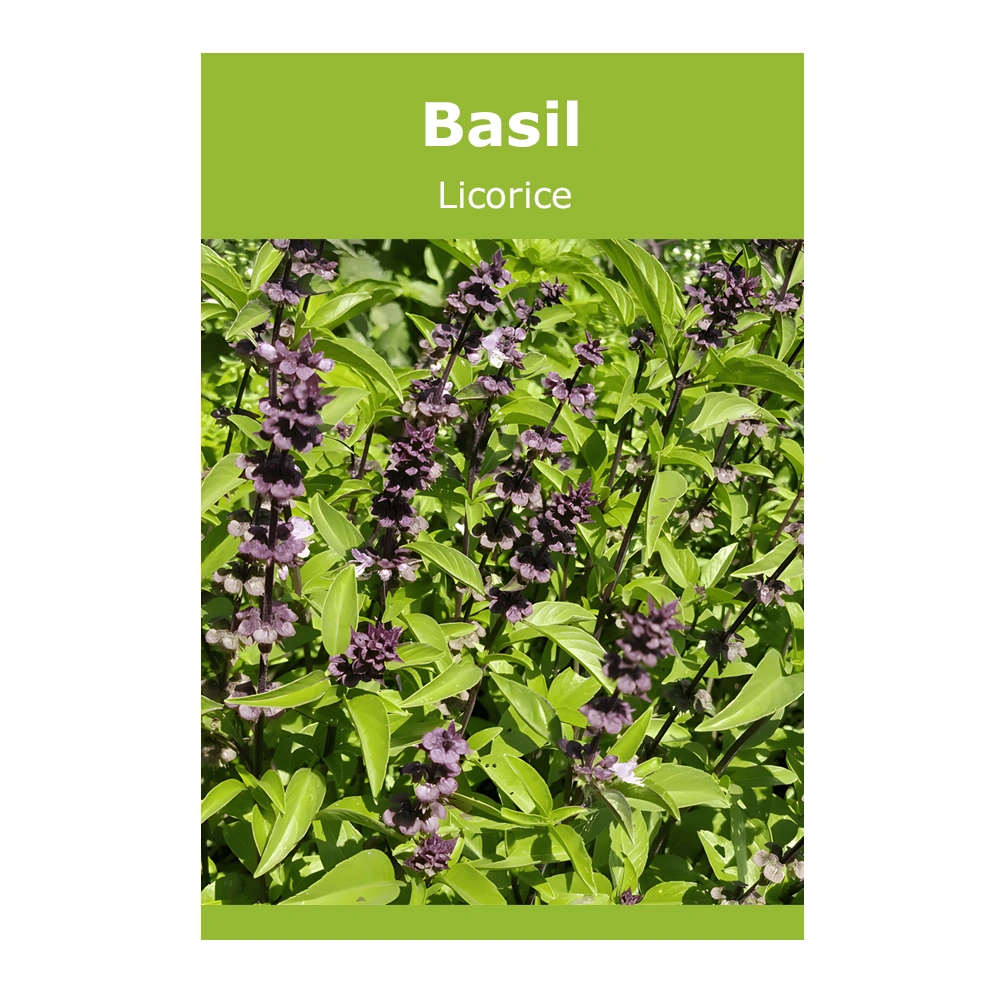Basil Licorice 1 Basil Licorice