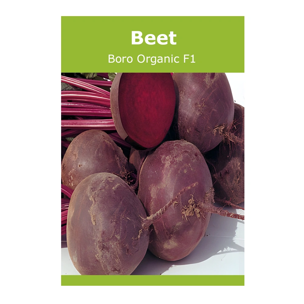 Beet Boro Organic F1 1 Beet Boro Organic F1