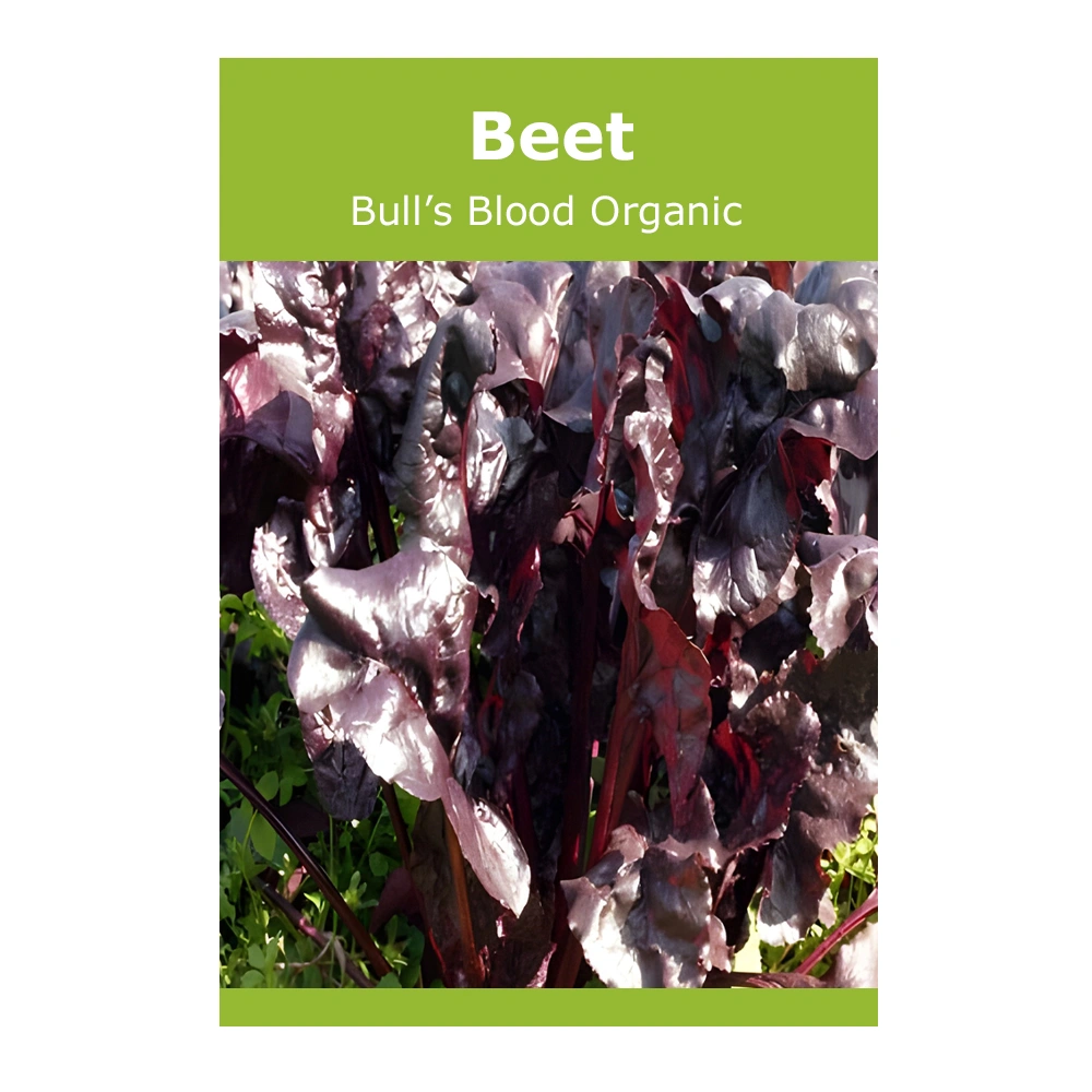 Beet Bull’s Blood Organic 1 Beet Bull’s Blood Organic