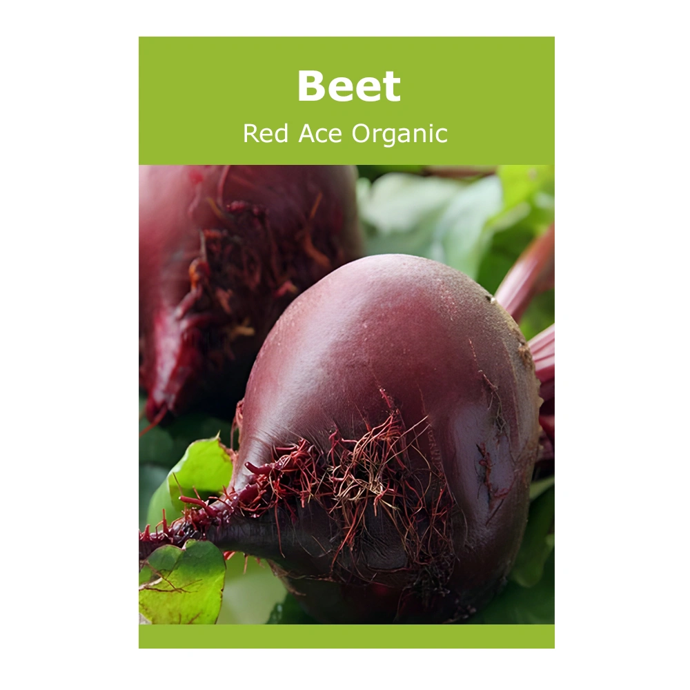 Beet Red Ace Organic 1 Beet Red Ace Organic