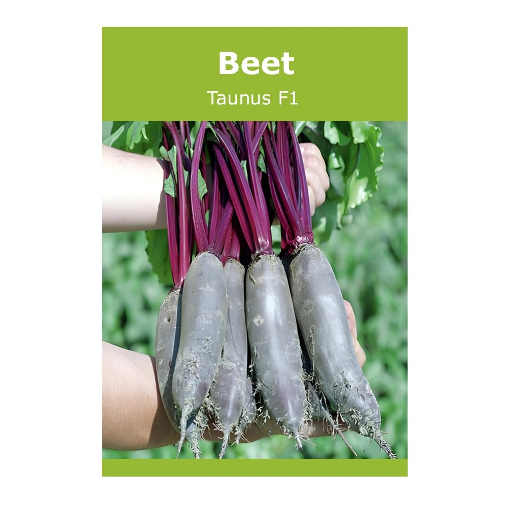 Beet Taunus F1 1 Beet Taunus F1