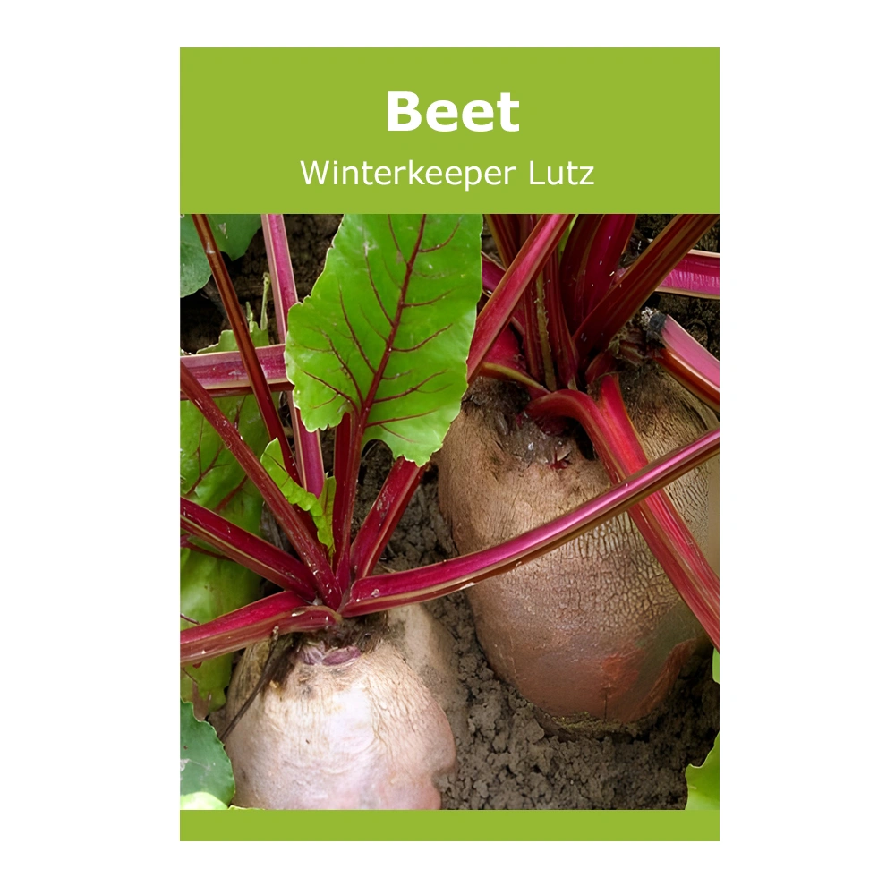 Beet Winterkeeper Lutz 1 Beet Winterkeeper Lutz
