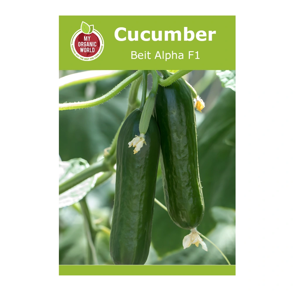 Beit Alpha F1 Cucumber 1 Beit Alpha F1 Cucumber Seeds
