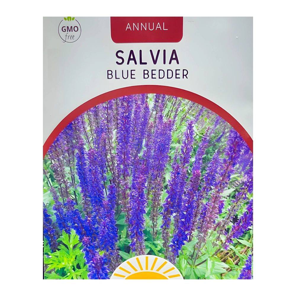 Blue Bedder Sage Salvia 1 بذور مريمية Blue Bedder