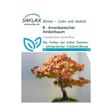Bonsai American Sweetgum
