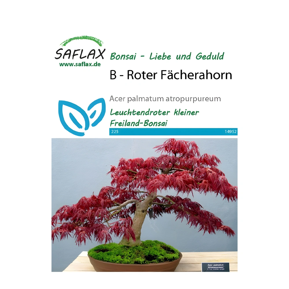 Bonsai Red Japanese Maple 1 Bonsai Red Japanese Maple