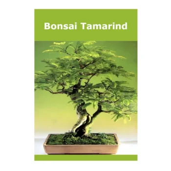 Bonsai Tamarind (Tamarindus Indica)