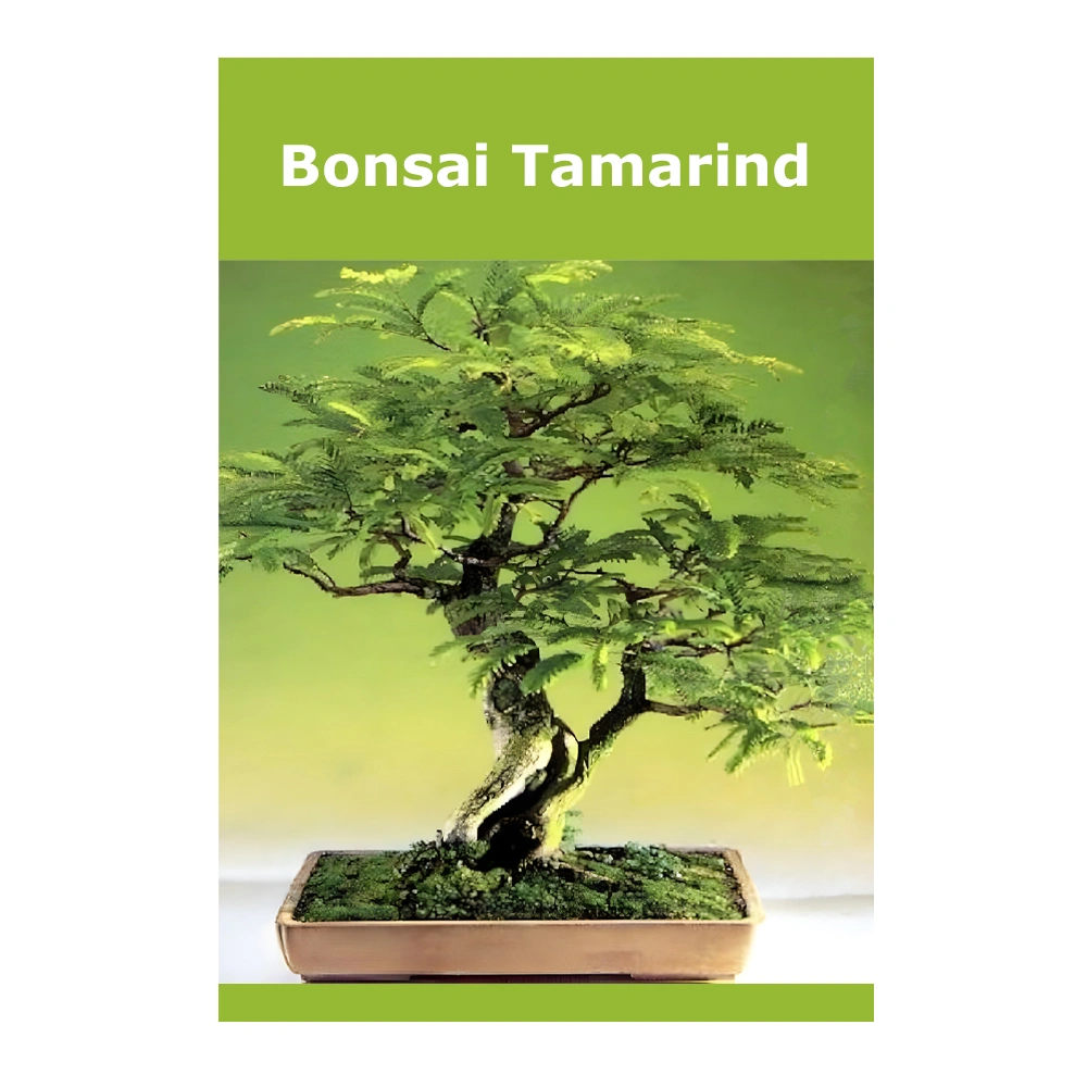 Bonsai Tamarind (Tamarindus Indica)