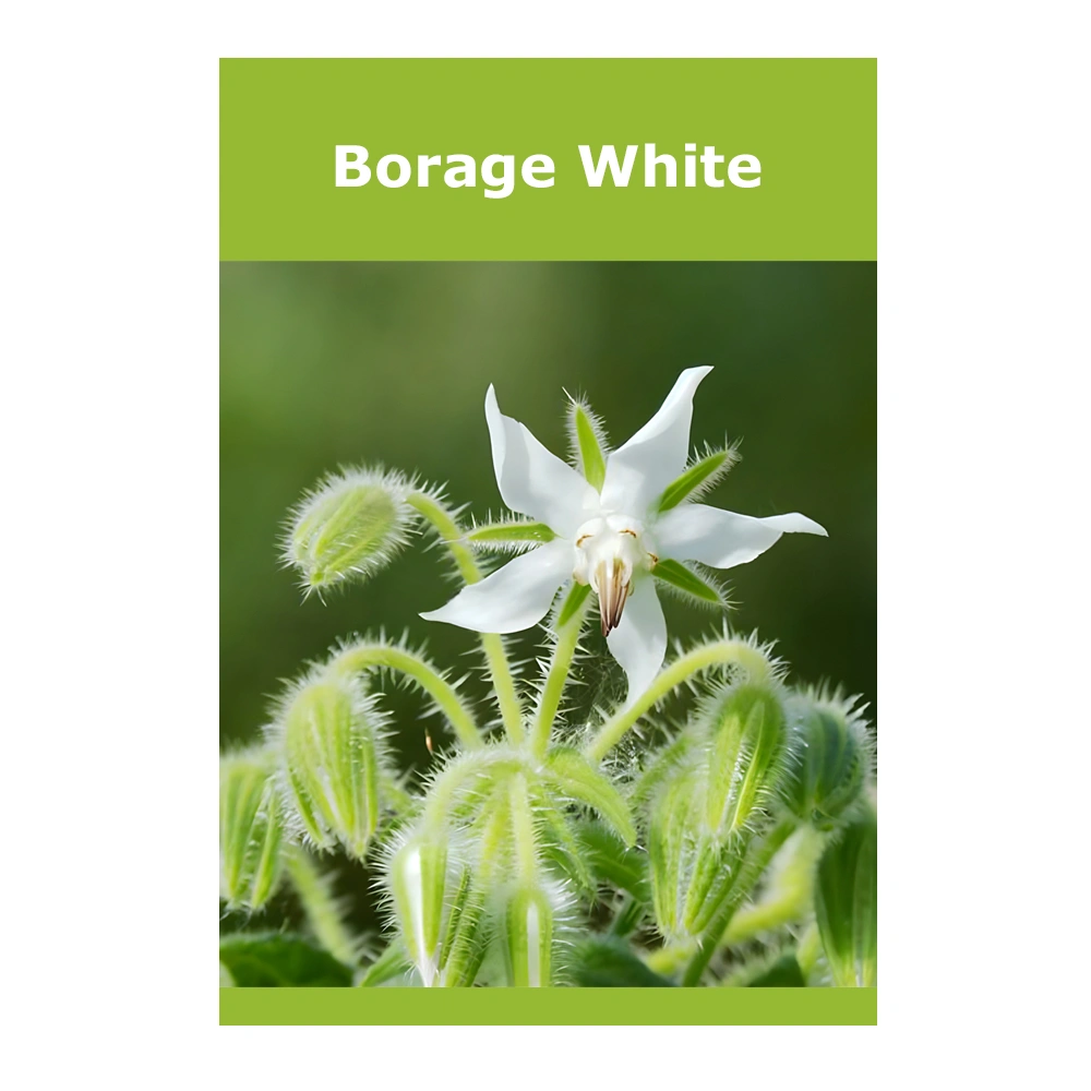Borage White