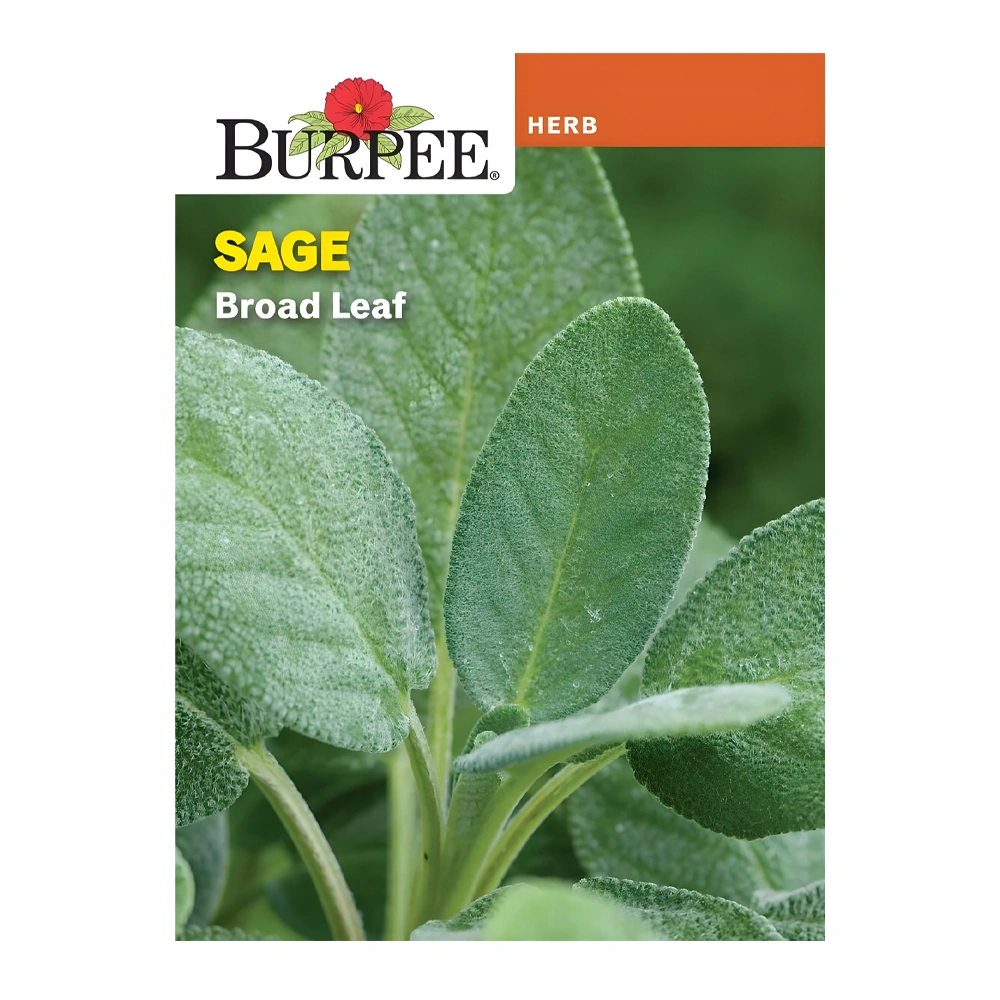 Broad Leaf Sage 1 Broad Leaf Sage seeds