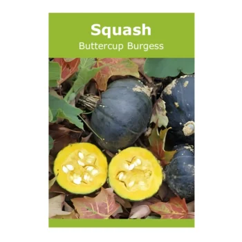 Buttercup Burgess Squash seeds