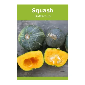 Buttercup Squash seeds