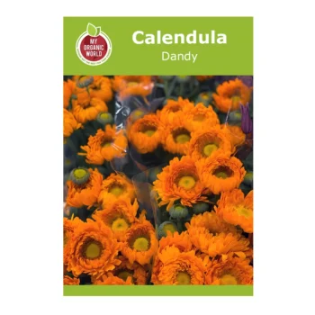 Calendula Dandy