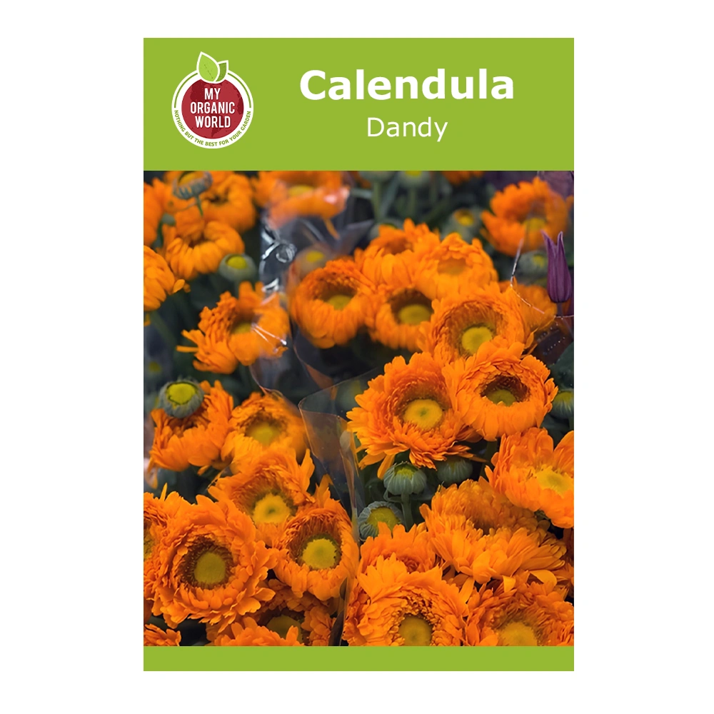 Calendula Dandy