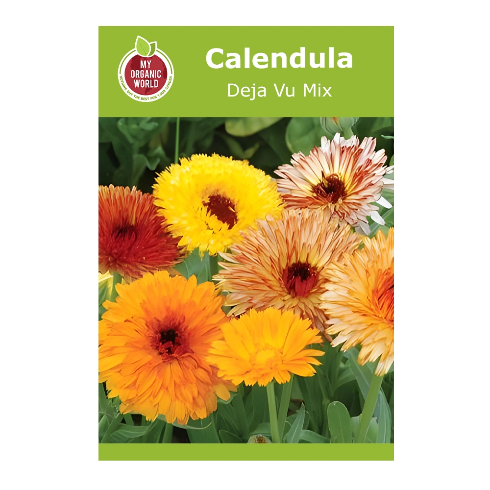 Calendula Deja Vu Mix 1 Calendula Deja Vu Mix