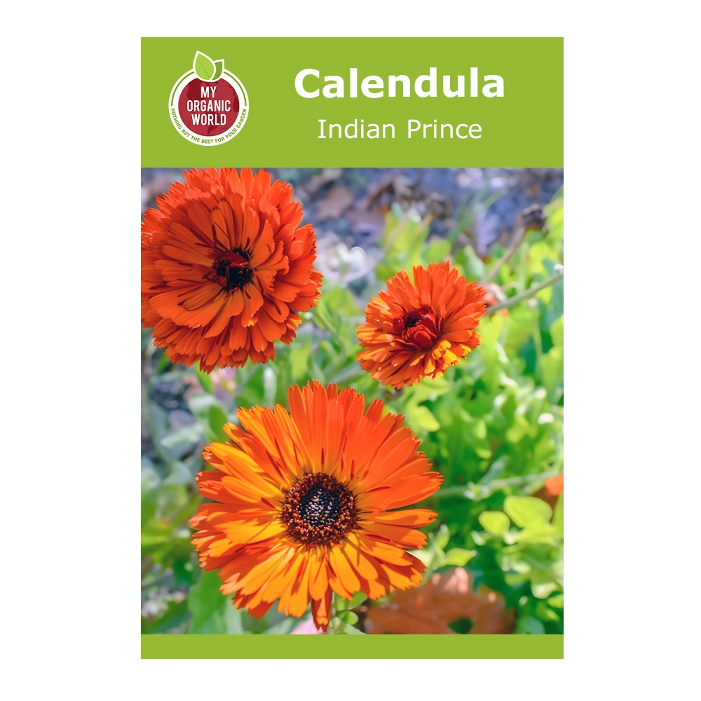 Calendula Indian Prince