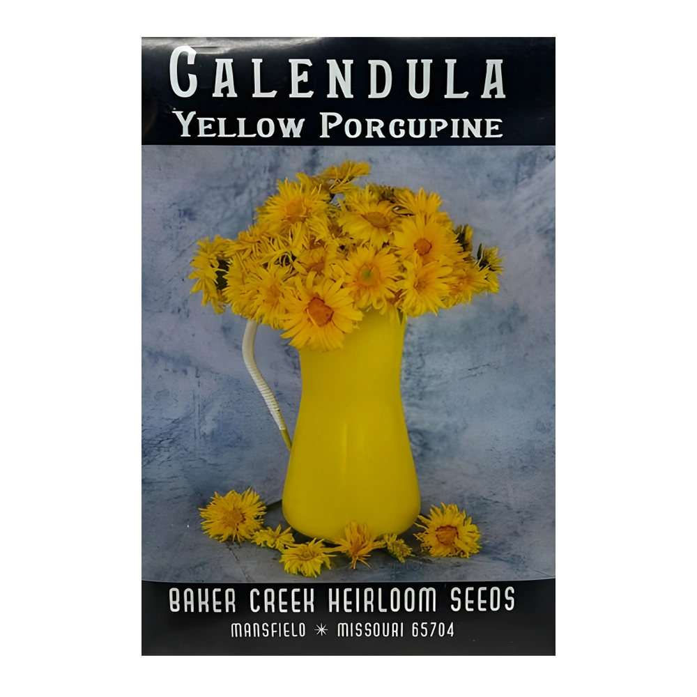 Calendula Porcupine Yellow 1 Calendula Porcupine Yellow