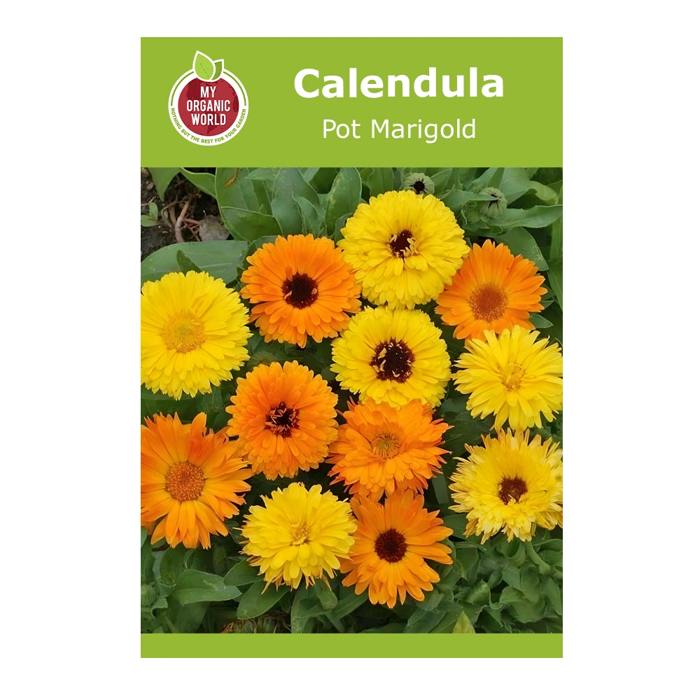 Calendula Pot Marigold
