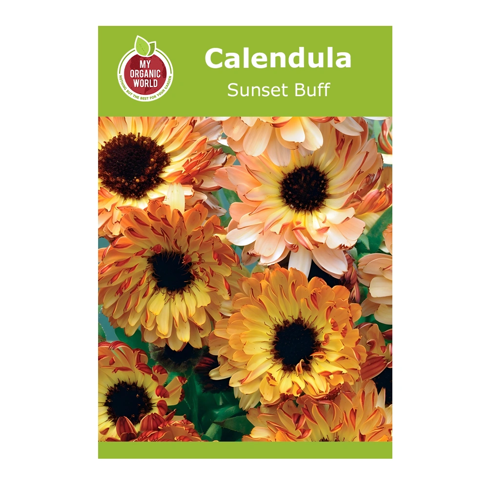 Calendula Sunset Buff