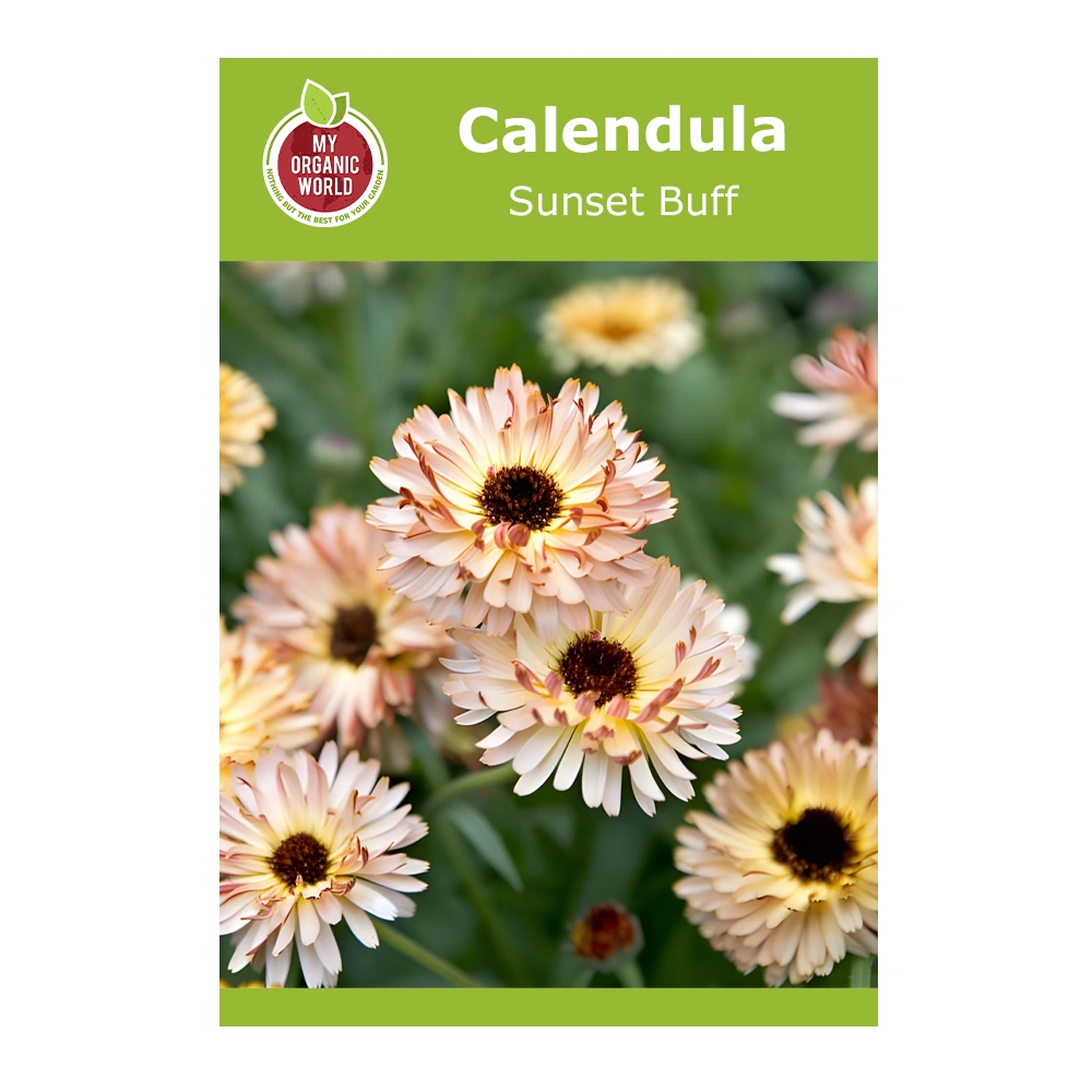 Calendula Sunset Buff 1 Calendula Sunset Buff