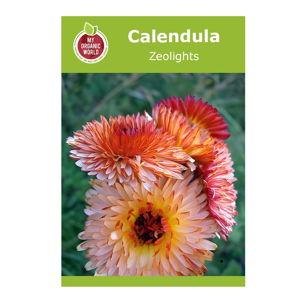 Calendula Zeolights