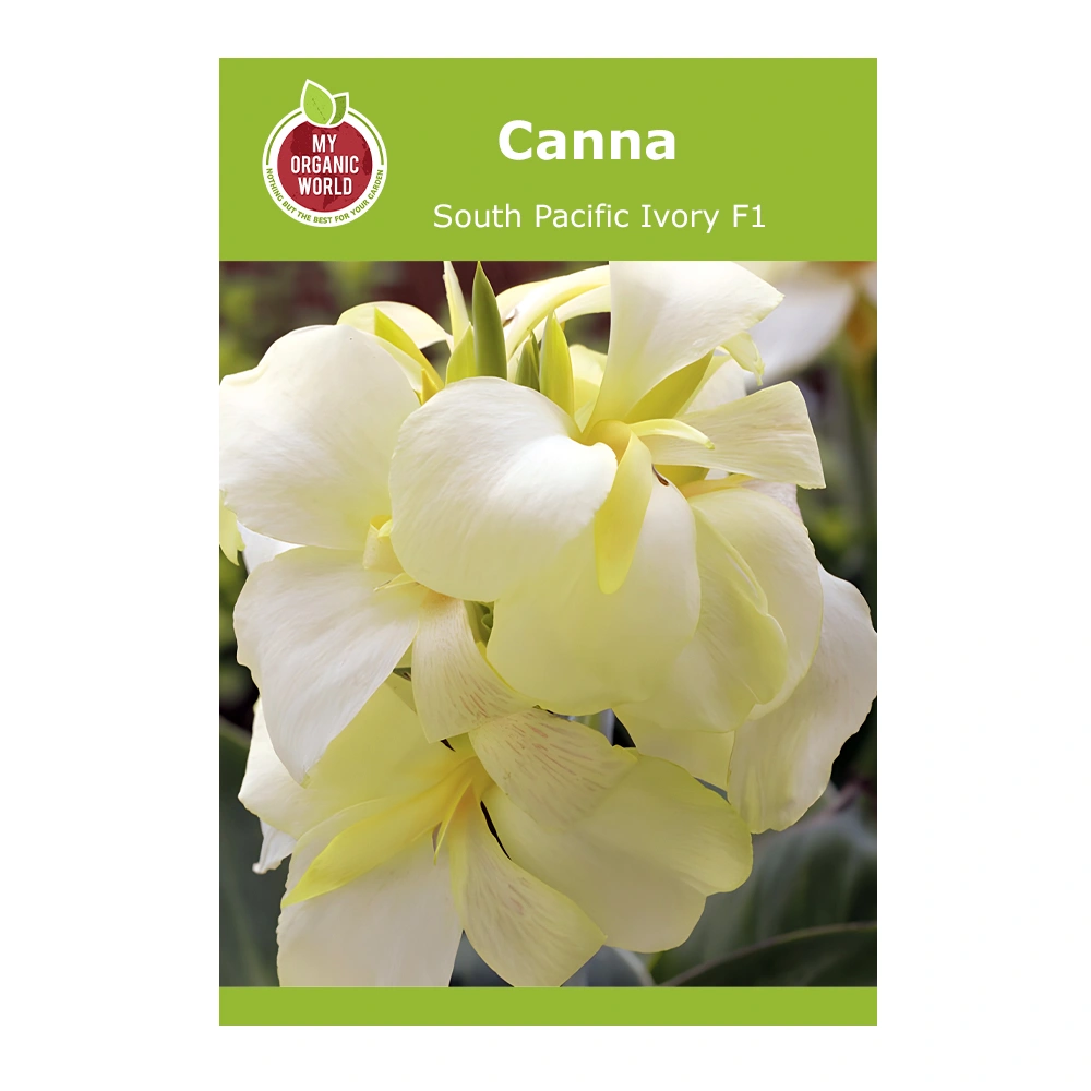 Canna South Pacific Ivory F1 seeds