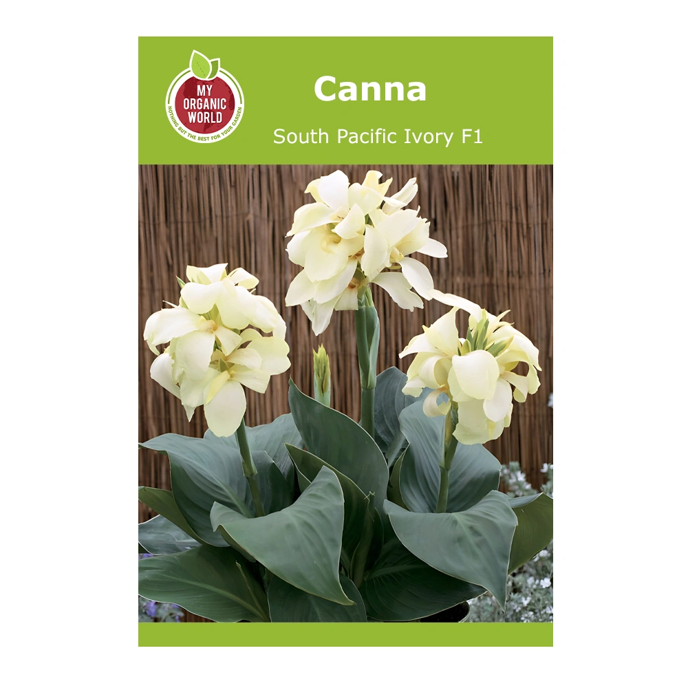 Canna South Pacific Ivory F1 1 Canna South Pacific Ivory F1 seeds