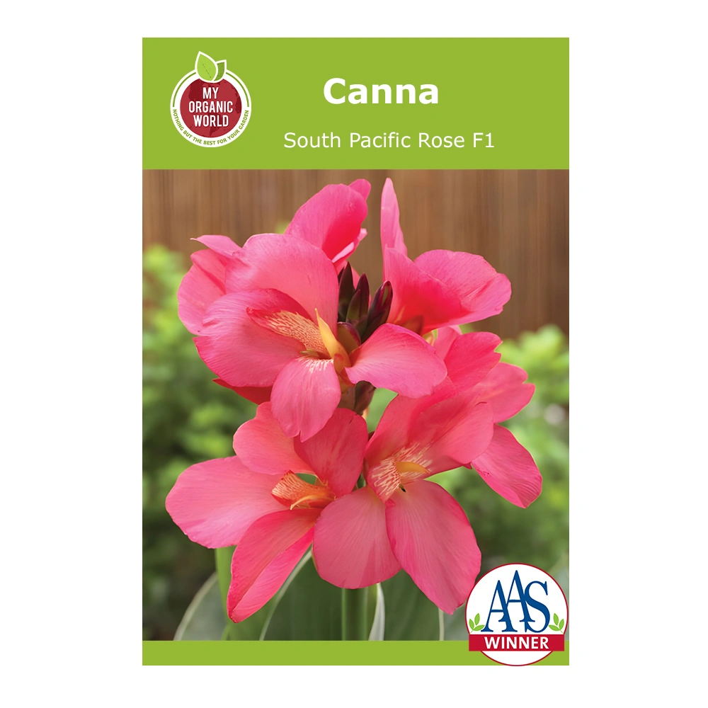 Canna South Pacific Rose F1 seeds